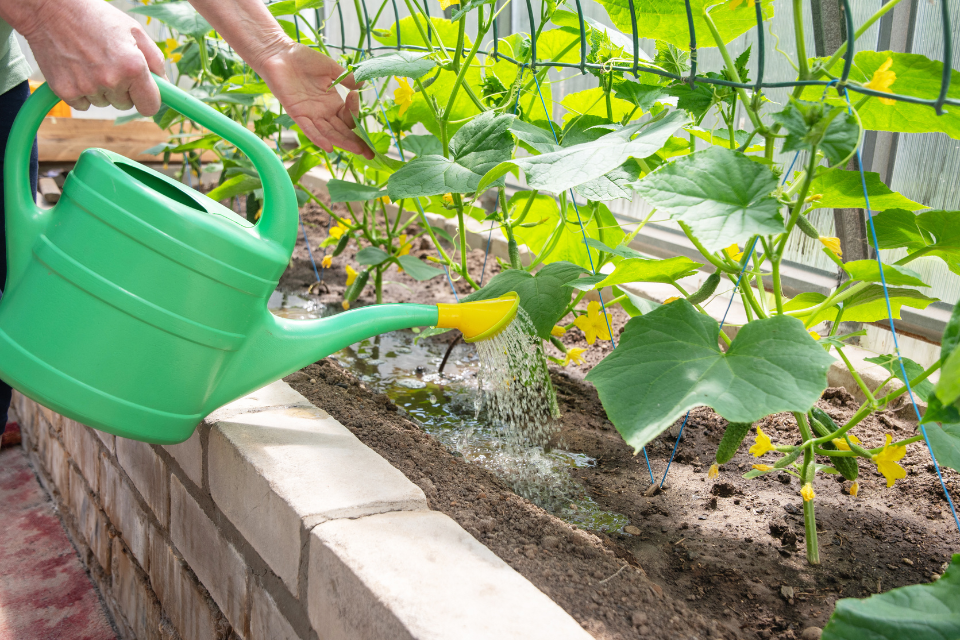 Watering the cucumber leaves