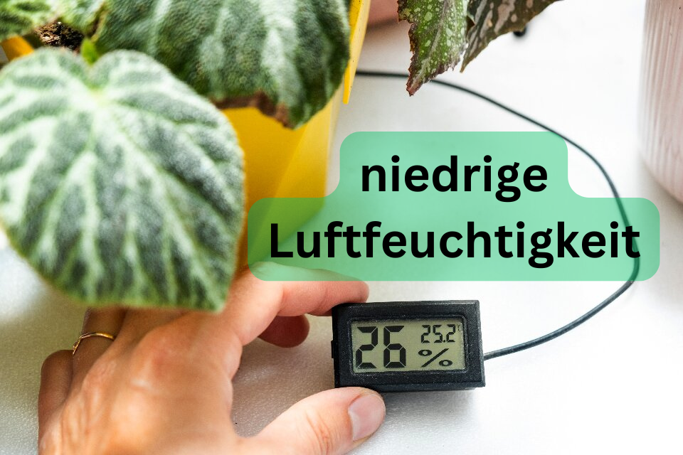 So erkennen und beheben Sie niedrige Luftfeuchtigkeit bei Pflanzen