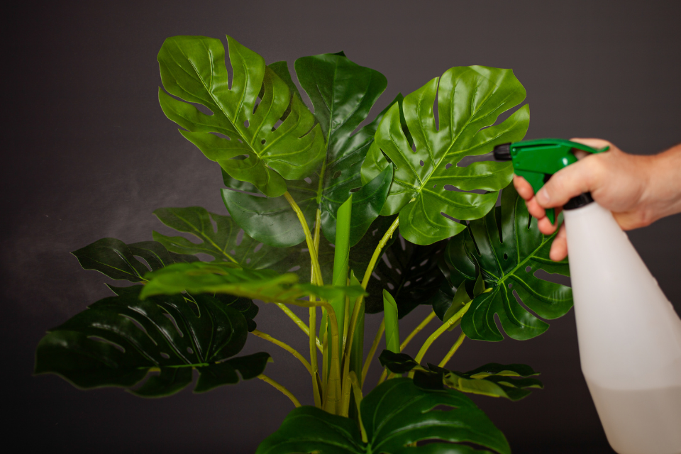 Watering an monstera plant properly